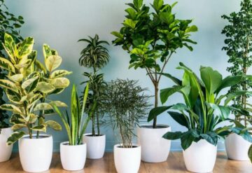 إذاعة مدرسية عن النباتات ودورها في البيئة